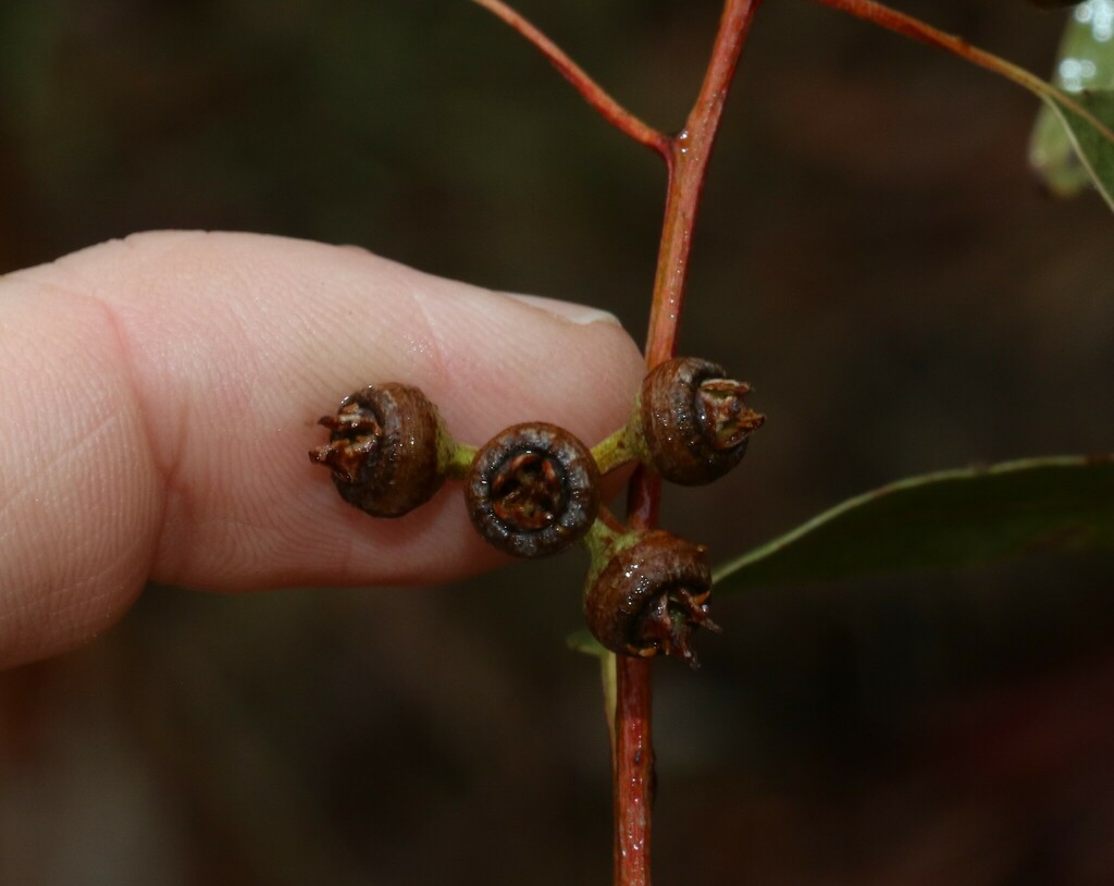 Eucalyptus interstans 3