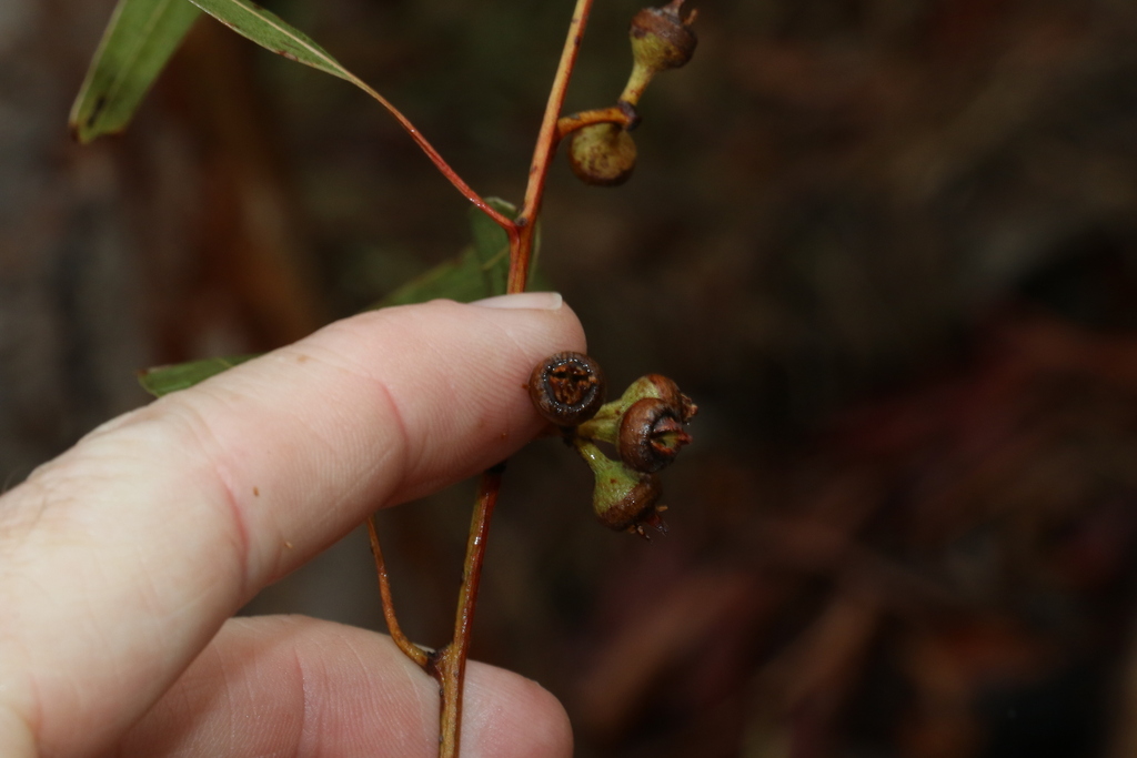 Eucalyptus interstans 4