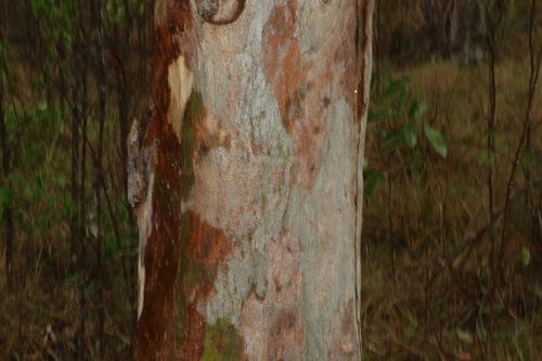 Image of Eucalyptus interstans by (c) Greg Tasney, some rights reserved (CC BY-SA)