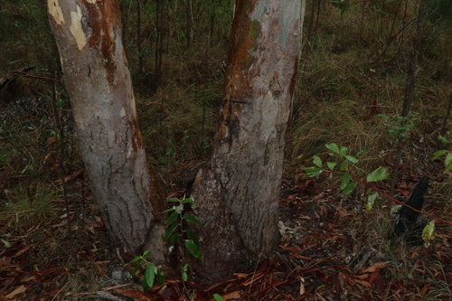 Image of Eucalyptus interstans by (c) Greg Tasney, some rights reserved (CC BY-SA)