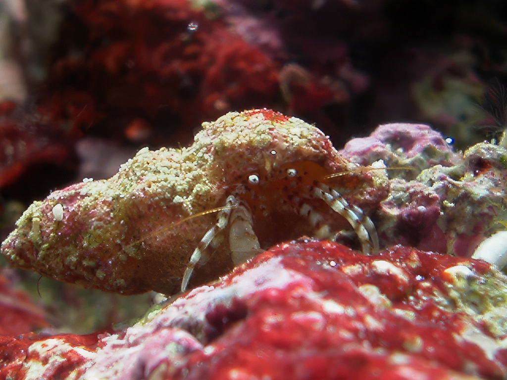 Pagurixus dissimilis
