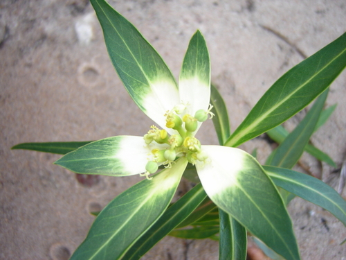 Euphorbia mayfieldii