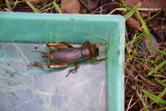 Tarbinskiellus portentosus