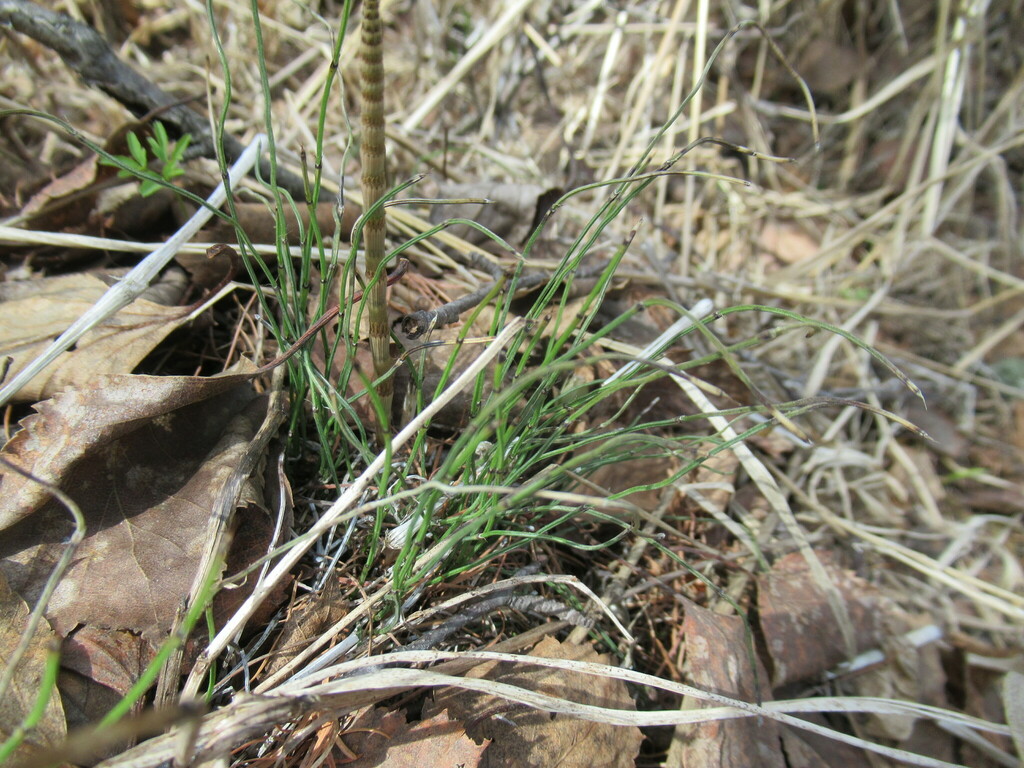 dwarf horsetail from Усольский р-н, Иркутская обл., Россия on May 15 ...