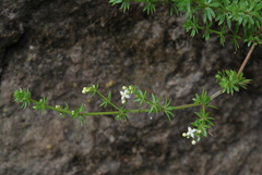 Galium productum image