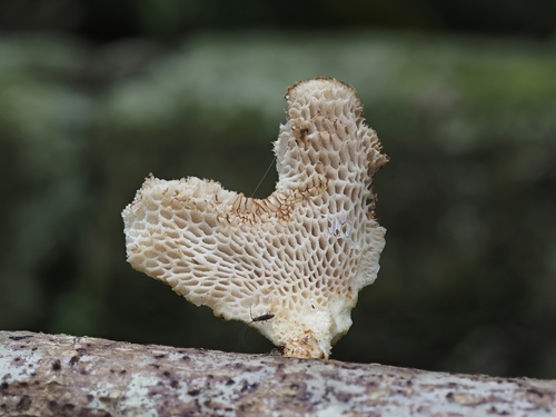 観察された菌類