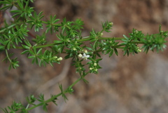 Galium productum image