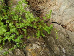 Galium productum image