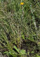 Helichrysum longinquum