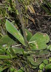 Helichrysum longinquum