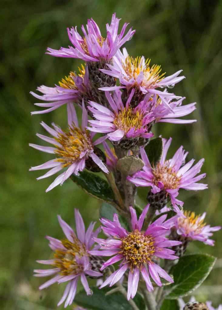 Fire Printzia