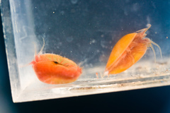 Cyzicus californicus