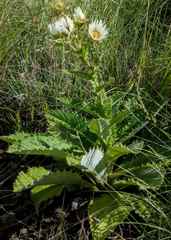 Berkheya leucaugeta