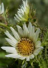 Berkheya leucaugeta