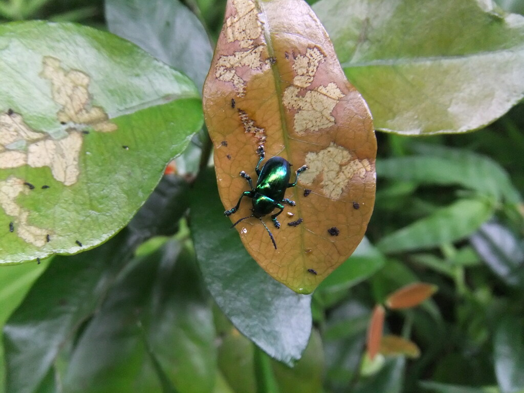 Platycorynus japonicus