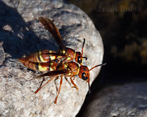 Monobia caridei