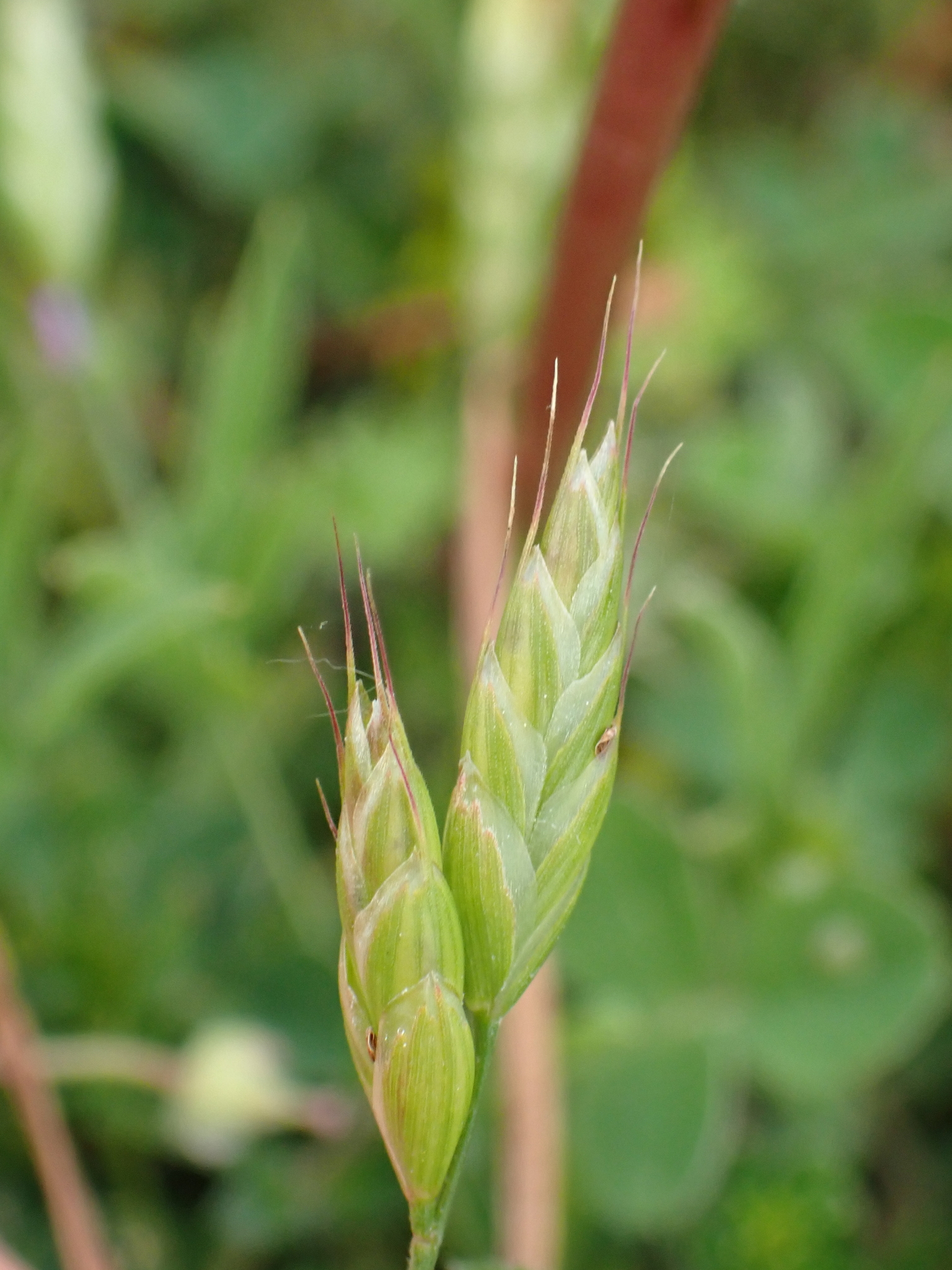 Lesser Soft-Brome (Bromus ×)