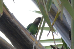 Poicephalus cryptoxanthus