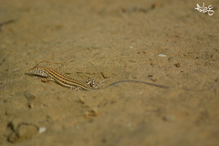 Acanthodactylus boskianus