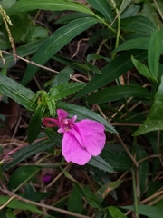 Impatiens chinensis