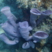 Large Tube Sponge - Photo (c) David Renoult, some rights reserved (CC BY-NC), uploaded by David Renoult
