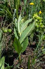 Asclepias fulva