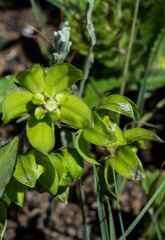 Asclepias fulva