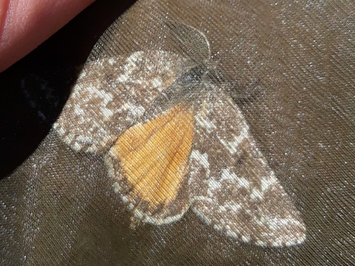 Athroolopha pennigeraria