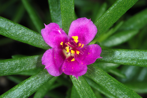 Portulaca pilosa