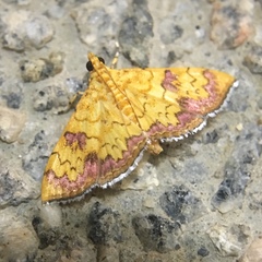 Isocentris filalis