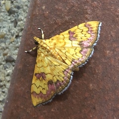 Isocentris filalis