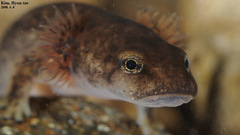 Onychodactylus koreanus