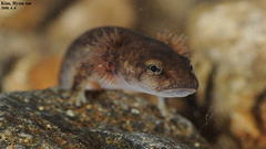 Onychodactylus koreanus