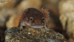 Onychodactylus koreanus