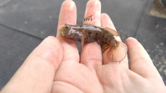 Cryptocentrus caeruleomaculatus