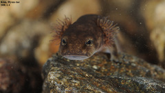 Onychodactylus koreanus