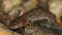 Onychodactylus koreanus