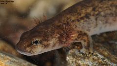 Onychodactylus koreanus