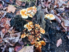 Flammulina