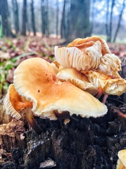 Flammulina