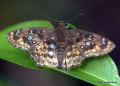 Caprona ransonnettii
