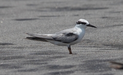 Least Tern photo 3