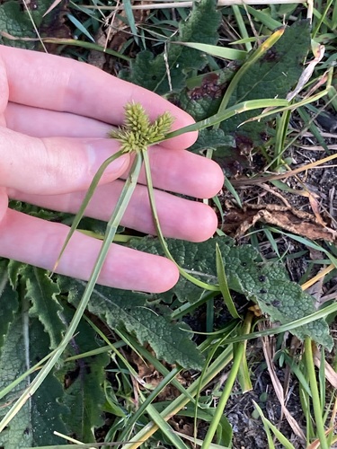 Image of Cyperus aggregatus by (c) Thomas Mesaglio, some rights reserved (CC BY)