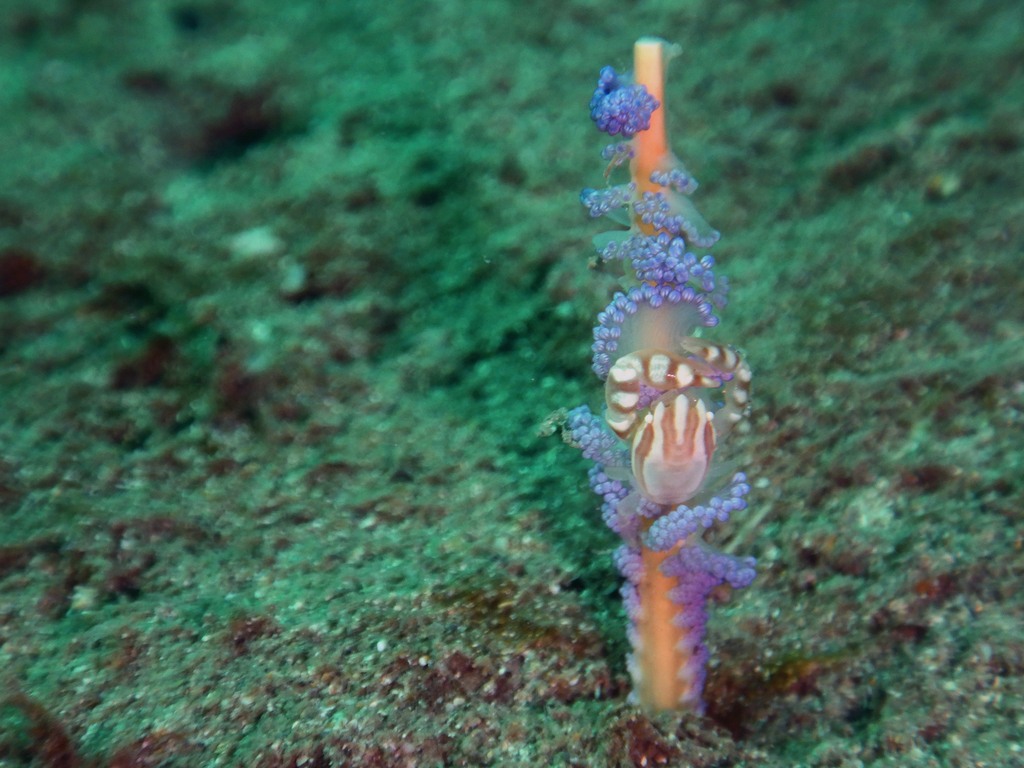 Haig's Porcelain Crab