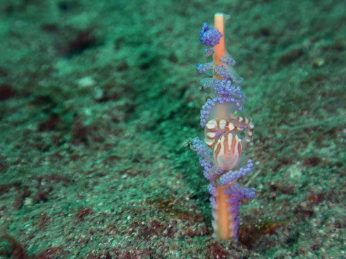 Porcellanella haigae