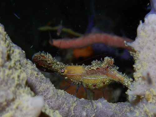 Leander plumosus