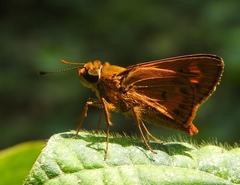 Oriens goloides