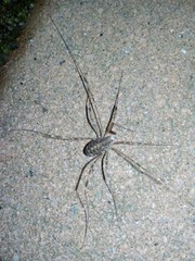 Opilio saxatilis