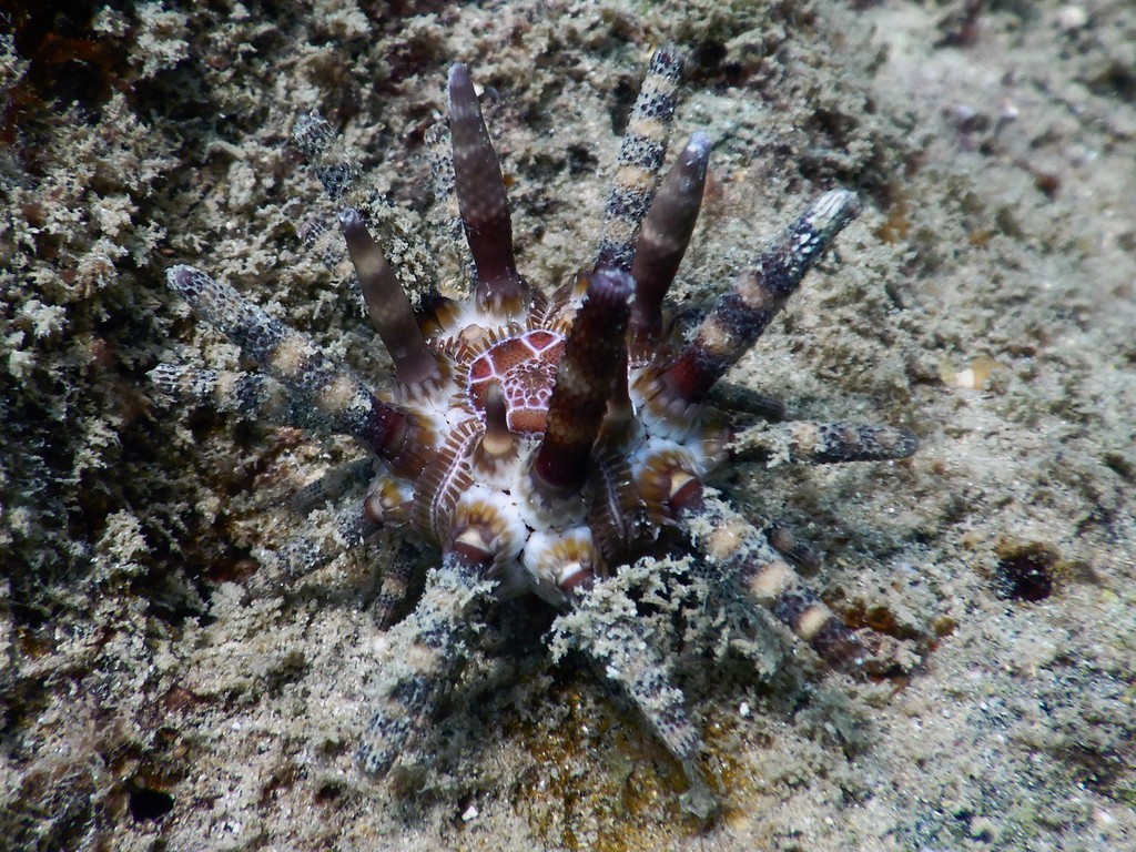 Ten-lined Urchin