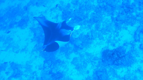 Manta ray